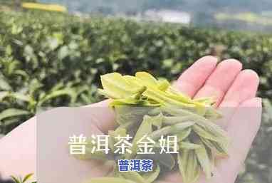 网红金姐卖普洱茶一个月-网红金姐卖普洱茶一个月赚多少钱