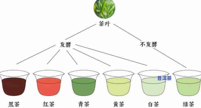 哪种茶叶是普洱茶发酵的好？熟悉好品种及发酵好处