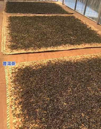 普洱茶属于什么发酵茶，探秘茶叶世界：普洱茶是什么类型的发酵茶？