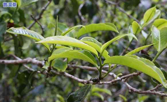 老班章村千年古茶树：价格与茶厂解析