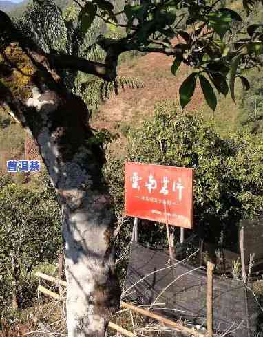 老班章村千年古茶树：价格与茶厂解析