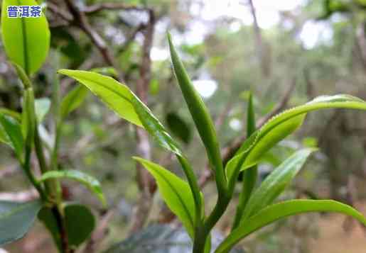 普洱茶山野韵，品味自然之味：探索普洱茶山野韵的无穷魅力