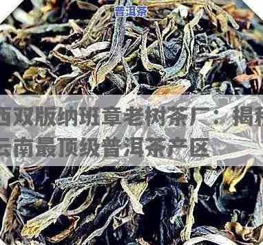 西双版纳勐海县班章老树茶厂：探索云南省更优质的普洱茶产地