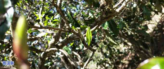 探索普洱茶几大名山：茶叶图片欣赏与详细介绍