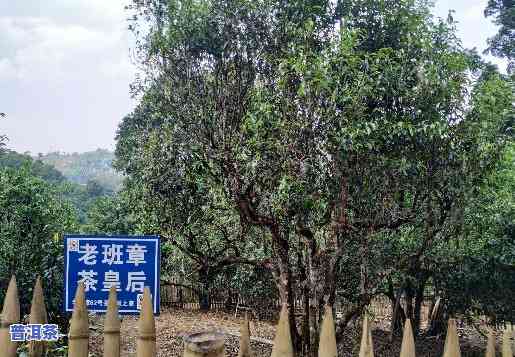 老班章茶农后续-老班章茶农