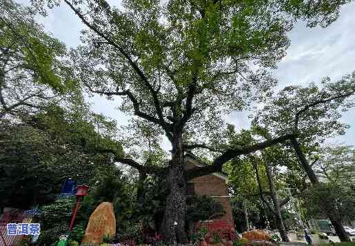 南宁市古树名木保护条例，南宁市古树名木保护条例：为绿色南宁护航