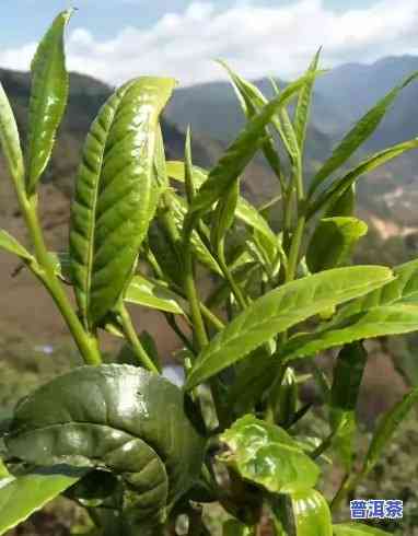 什么是普洱茶大叶种植的生长期及其管理？