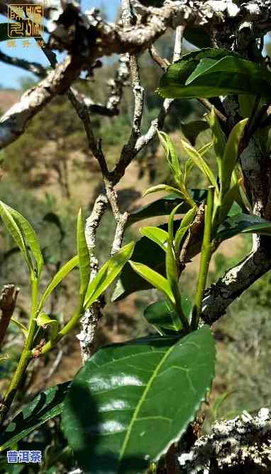 什么是普洱茶大叶种植的生长期及其管理？