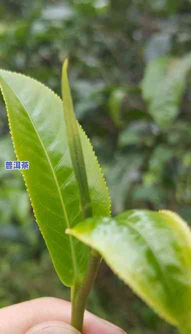 什么是普洱茶大叶种植的生长期及其管理？