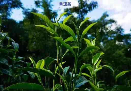 云南普洱大树茶图片-云南普洱大树茶图片大全