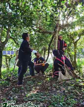 老班章古茶树：探寻千年树龄与王者传说