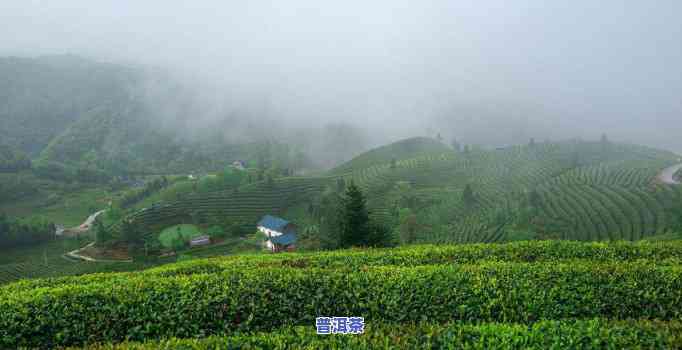 老班章村有台地茶吗-老班章村的古茶树价格