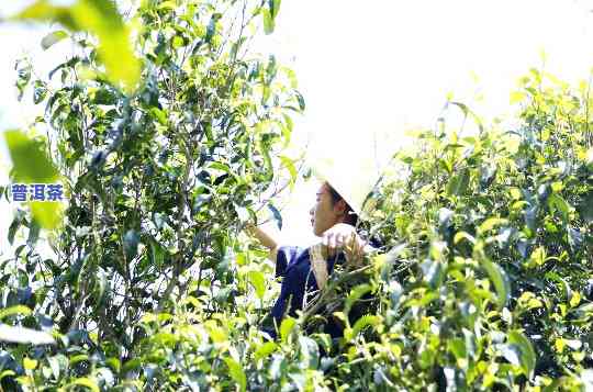 普洱古树茶采摘视频大：高清实拍图片与完整视频