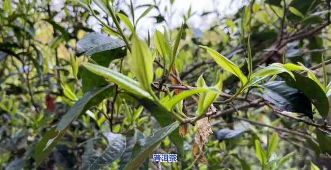 普洱古树茶采摘视频教程：学习怎样手工采摘顶级茶叶