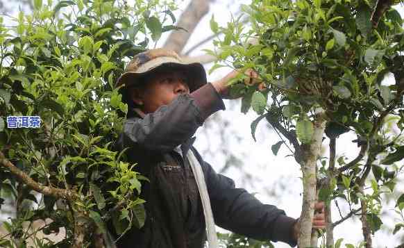 普洱古树茶采摘视频-普洱古树茶采摘视频大全