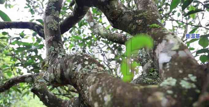 宁波古树普洱茶零售商家-宁波古树普洱茶零售商家电话