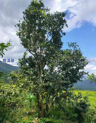 宁波古树普洱茶哪家好喝-宁波古树普洱茶哪家好喝一点