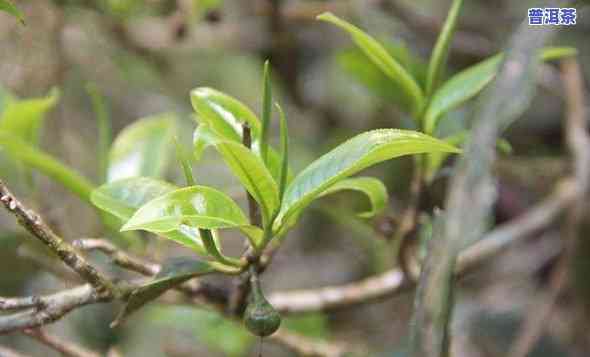 探究老班章古茶园：究竟有多少古茶树？