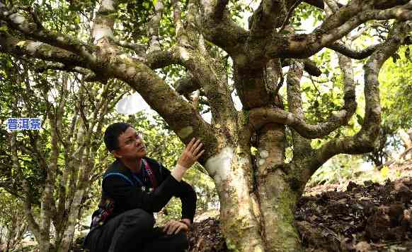 探秘老班章古树茶：功效、特点与高档次全解析