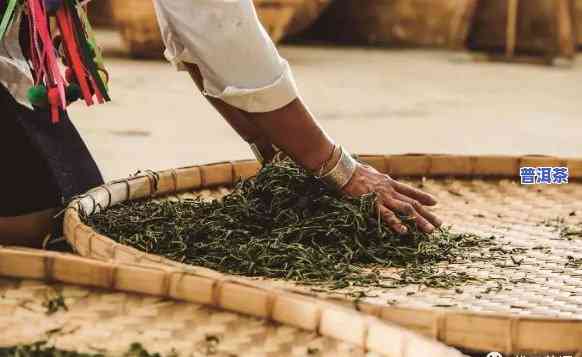 普洱茶杨永平，探秘普洱茶的世界：对话制茶大师杨永平