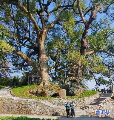 宁波古树：探索城市历史与自然之美的公园和群落