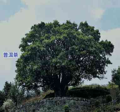 宁波古树普洱茶排行-宁波古树普洱茶排行榜