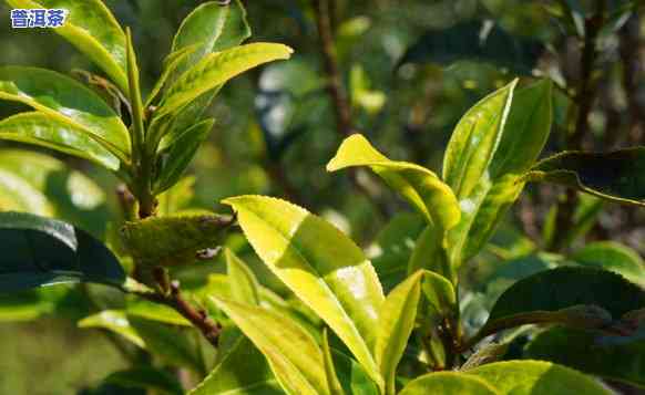 老班章古树茶功效，探秘老班章古树茶的神奇功效！