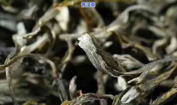 普洱几个山头茶的特点：口感大全与特色解析