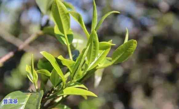 老班章：更好的茶吗？介绍其特点及所属茶区