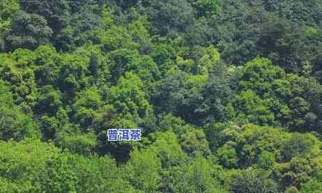 探索世界之最：最稀有的茶叶及其珍贵树木