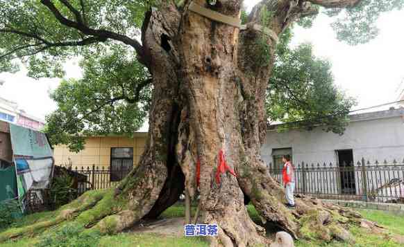 宁波古树名木目录：全面查询宁波市古树名木信息