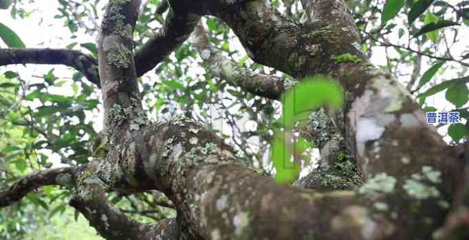 宁波古树普洱茶保存时间-宁波古树普洱茶保存时间多久