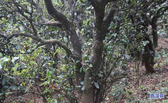 宁波古树普洱茶保存时间-宁波古树普洱茶保存时间多久