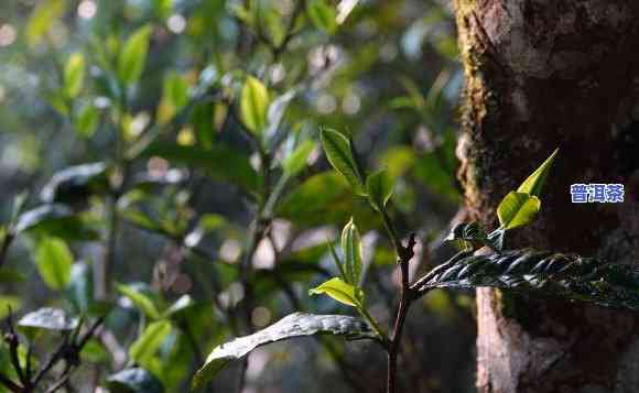 老班章村的古茶树价格，探秘老班章村：揭秘那些年逾百岁的古茶树价值