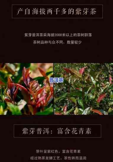 云南普洱茶紫芽茶：价格表与特点全解析