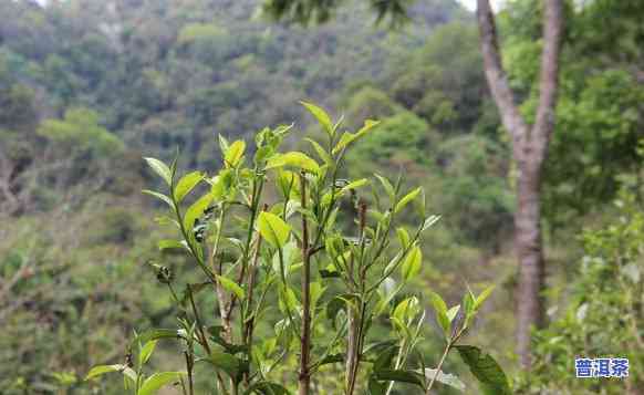 大卢山普洱茶：特别特点与详细介绍