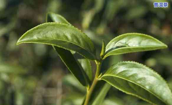 大卢山普洱茶：特别特点与详细介绍