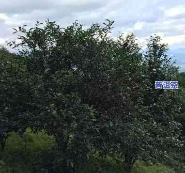 大卢山普洱茶：特别特点与详细介绍