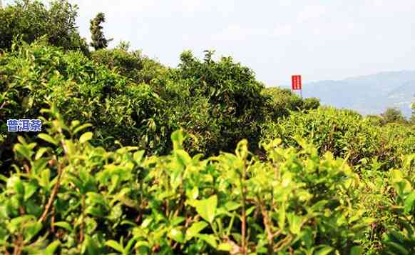 大卢山普洱茶特点介绍词-大卢山普洱茶特点介绍词