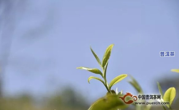 大卢山普洱茶特点介绍词-大卢山普洱茶特点介绍词