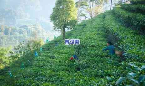 普洱古茶山图片大全-普洱古茶山图片大全欣赏