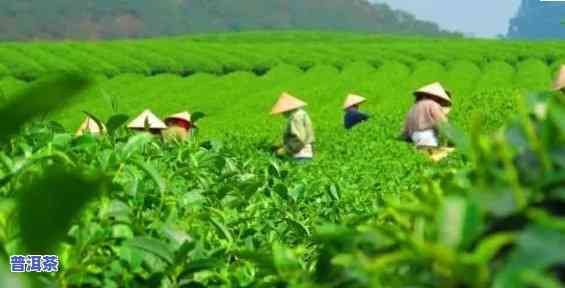 温州普洱茶市场在哪里，寻找温州普洱茶市场的正确位置