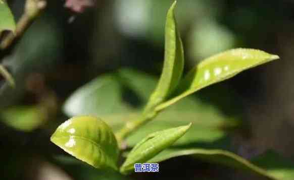 临沧种植普洱茶产量多少吨适宜？