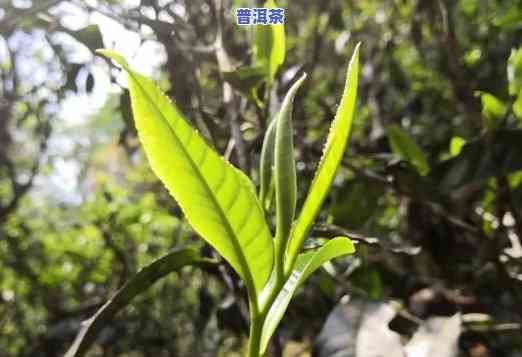 云南临沧普洱茶叶价格：最新2020年行情分析