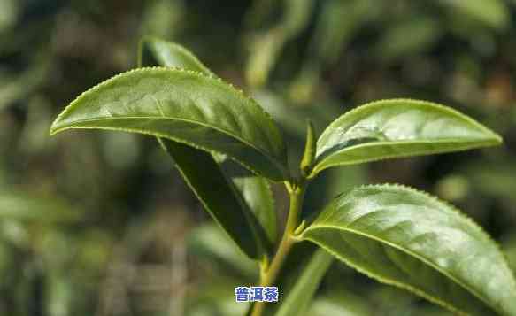 临沧种植普洱茶产量高吗，「临沧」种植的「普洱茶」，产量究竟「高」不高？——「」上的观点解析