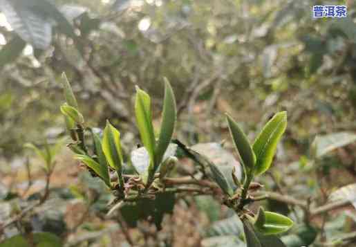 临沧种植普洱茶产量高吗，「临沧」种植的「普洱茶」，产量究竟「高」不高？——「」上的观点解析