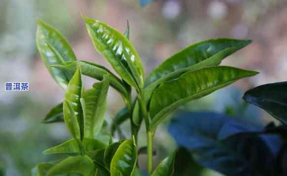 临沧种植普洱茶产量高吗，「临沧」种植的「普洱茶」，产量究竟「高」不高？——「」上的观点解析