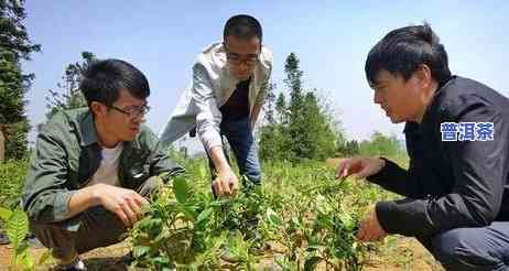 普洱古树茶是什么茶，探秘茶文化：什么是普洱古树茶？