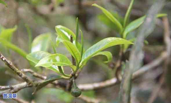 老班章茶叶，探秘古老茶树——老班章茶叶的传说与故事