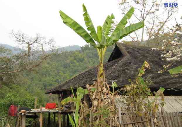 普洱古六大茶山排名：详细解析与榜单